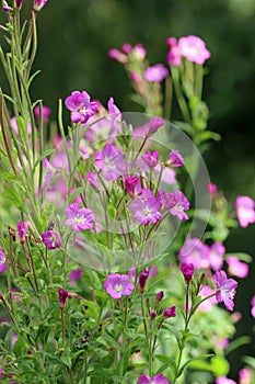 Pink great hairy willowherb flower spikes photo