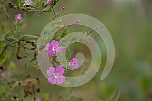 Pink great hairy willowherb flower. photo