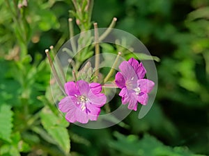Pink great hairy willowherb flowers photo