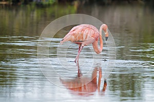Pink greater flamingo in Galapagos islands