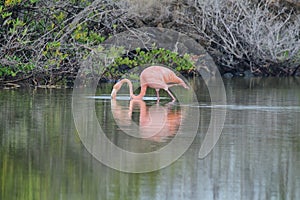 Pink greater flamingo in Galapagos islands