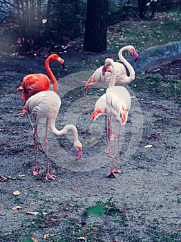 Pink Greater flamingos and one red American flamingo standing by the side of the