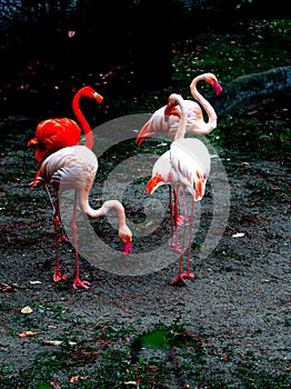Pink Greater flamingos Phoenicopterus roseus and one red American flamingo Phoenicopterus ruber