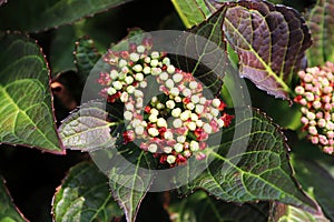 Pink and green flower buds on a Hydrangea plant