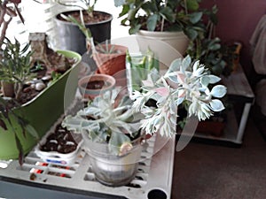 Pink and green flower buds indoor succulent garden