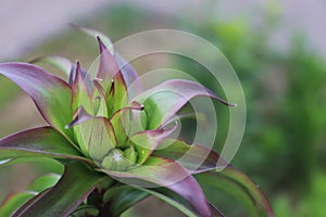 pink and green flower on the garden