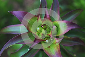 pink and green flower on the garden