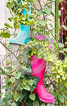 Pink and green flower pots made of rubber boots hanging on the wall with climbing plants. Nice garden decoration