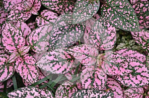 Pink and Green Ground Cover