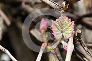 Pink and green leaf on vine branch