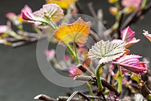 Pink and green leaves sprout on vine branch