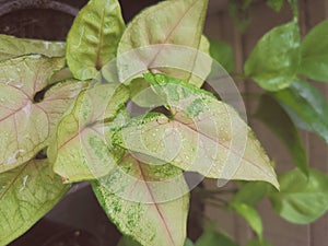 Pink and green leaves with water drops of Syngonium podophyllum or white butterfly or arrowhead plant, fade color.