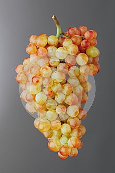 Pink and green muscat grapes vine, gray background