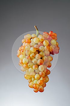 Pink and green muscat grapes vine, gray background