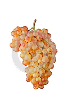 Pink and green muscat grapes vine, isolated on white background