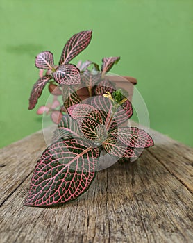 pink and green nerve plant with a flower. Fittonia albivenis