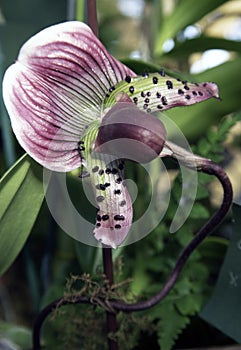 Pink & Green Orchid Close-Up