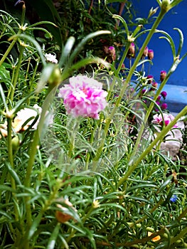 Pink green purple white blue flower in the garden