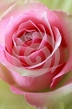 Pink and green rose