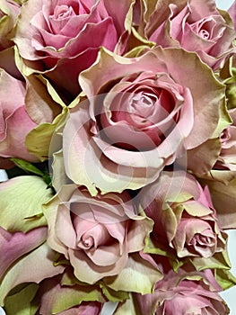 Pink and green roses. Doublecolor