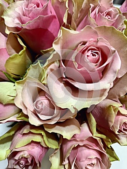 Pink and green roses. Doublecolor