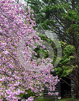 Pink and Green Trees