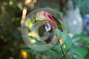 Pink and green tropical flower blooming in a garden