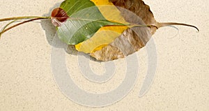 Pink, green, yellow and Brown colored Bodhi leaf phase all togather photo