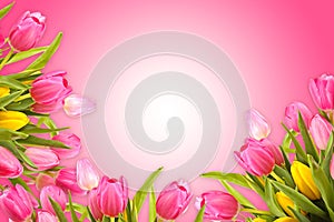 Pink greeting card background with spring tulip flowers