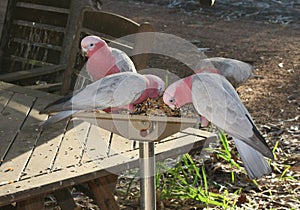 Pink and Grey Cockatoos feeding