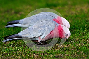 Pink and grey galah