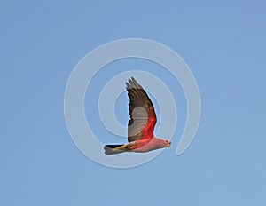 Pink and grey galah going home