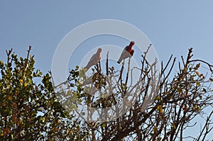 Pink and grey galahs birds in tree