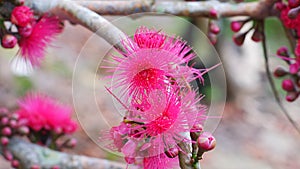 Pink Guava Flowers (Syzygium Malaccense) Are Blooming Pink