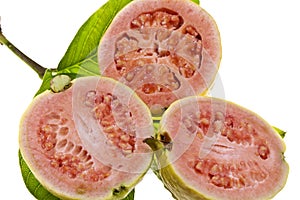 Pink Guava Fruit