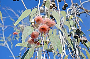 Pink gum tree Eucalyptus blossoms