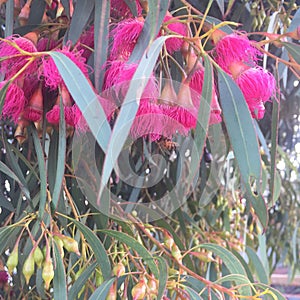 Pink Gumnut Flowers