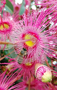 Pink gumtree flowers and bee