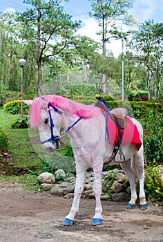 Rosa cabello un caballo 