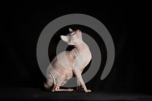 Pink hairless sphinx purebred cat lying on black velvet on a dark background