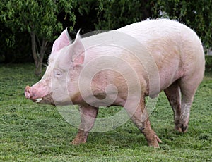 Pink hairy pig runs on the pasture