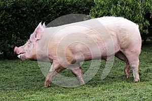 Pink hairy pig runs on the pasture