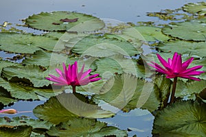 Pink Hairy Water Lilies