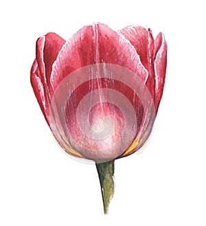 Pink hand drawn watercolor tulip on white background