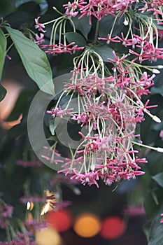 Pink, hanging down exotic tropical ornamental plants