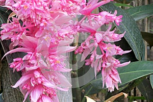 Pink hanging flowers