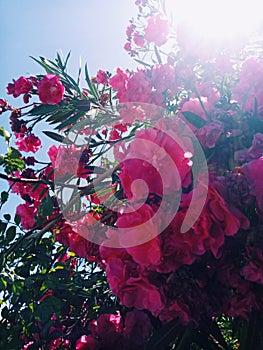 Pink hanging flowers in closeup