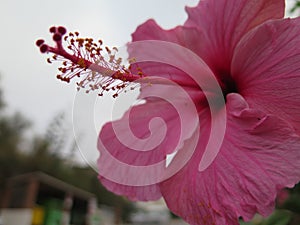 Pink Hawaian Hibiscus flower stamen in Andalusian autumn