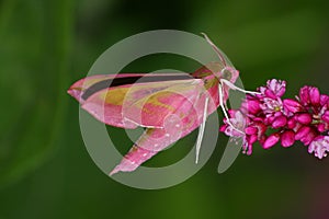 Pink hawkmoth (Deilephila elpenor)