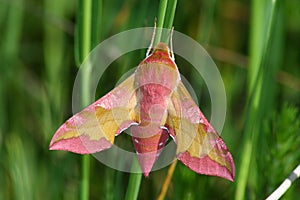 Pink hawkmoth (Deilephila porcellus)